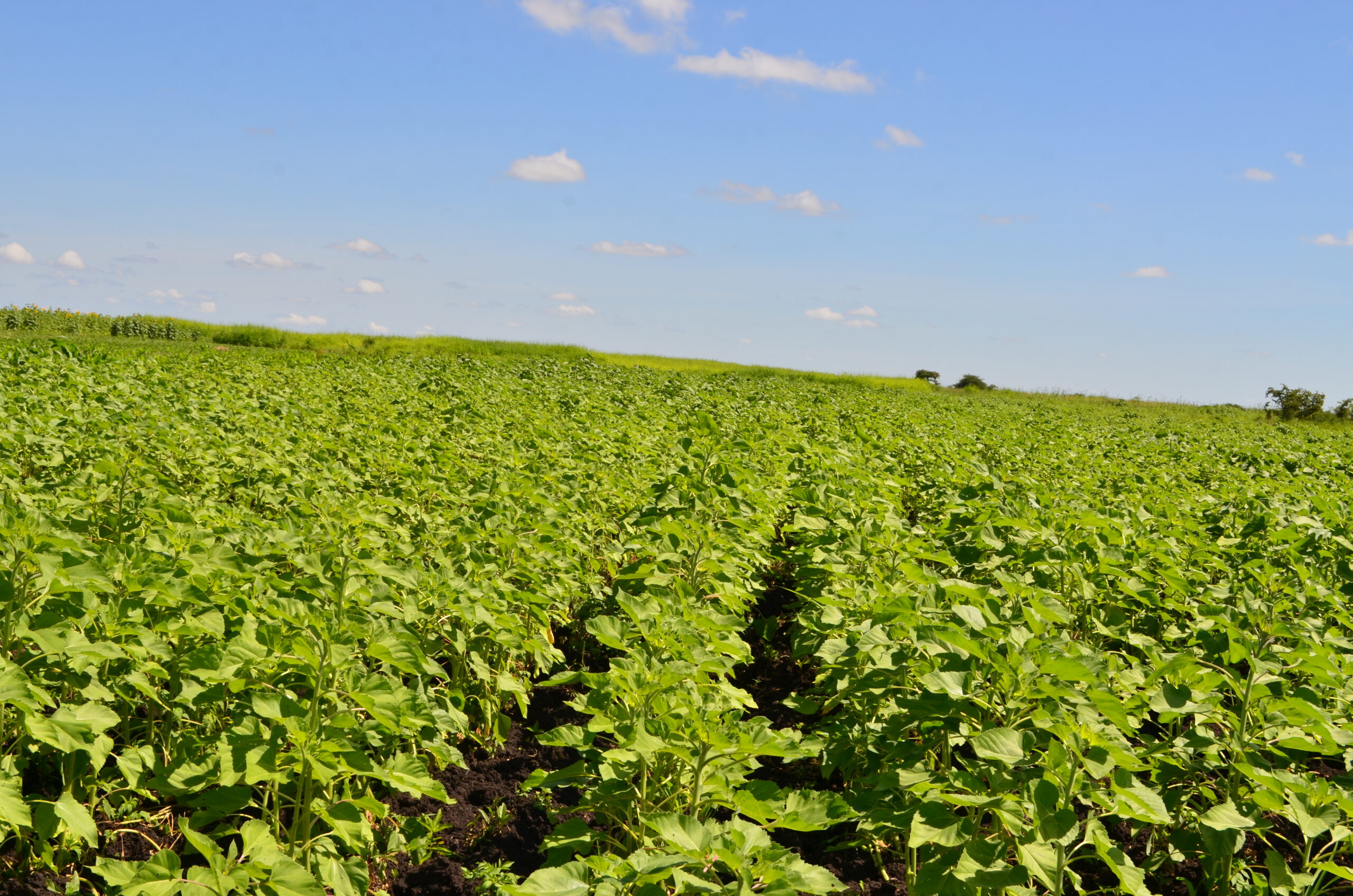 The ABC Developing Sunflower Value Chain In Gokwe South - ABC Gokwe